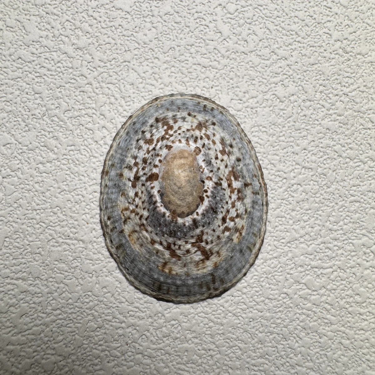 Cellana grata