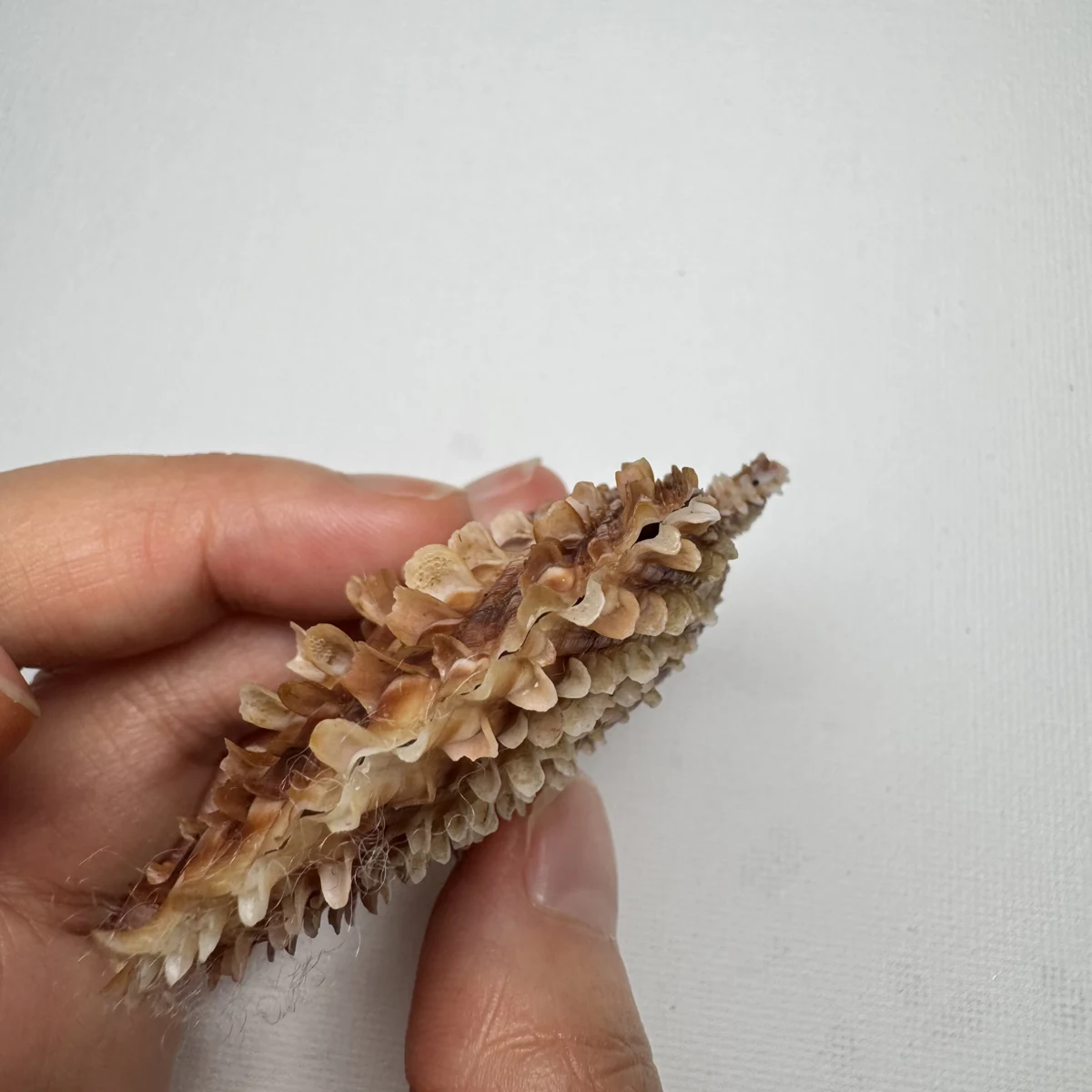 Scaeochlamys farreri