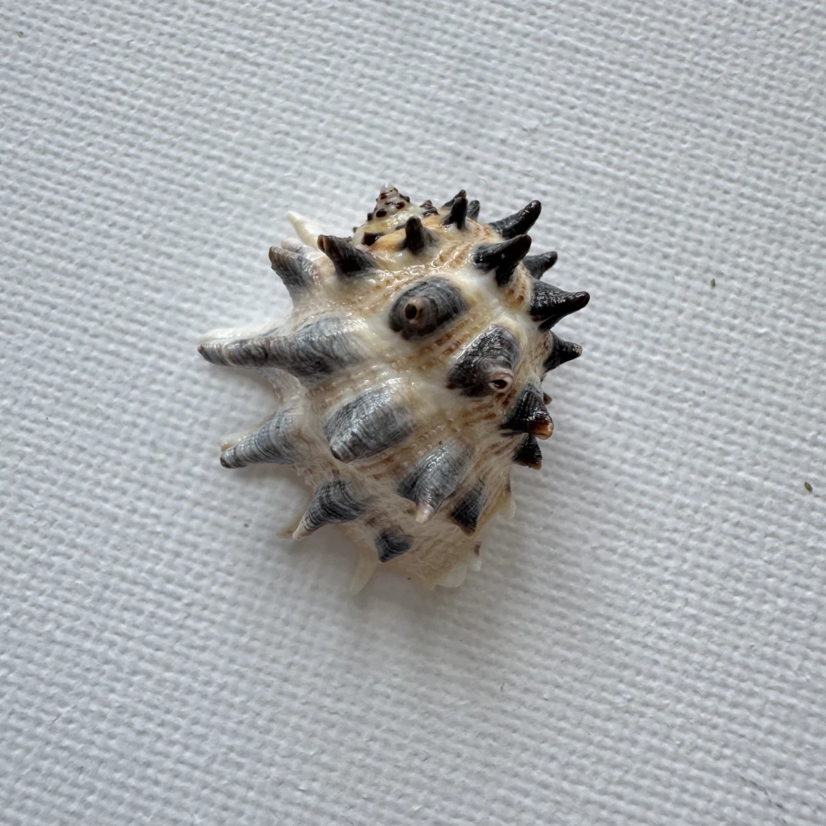 Drupa ricinus