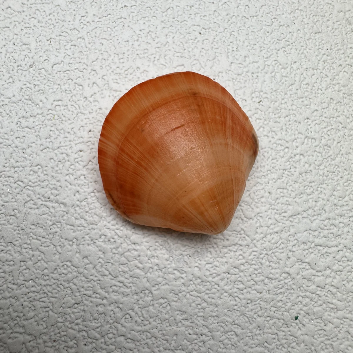 Terebratalia coreanica