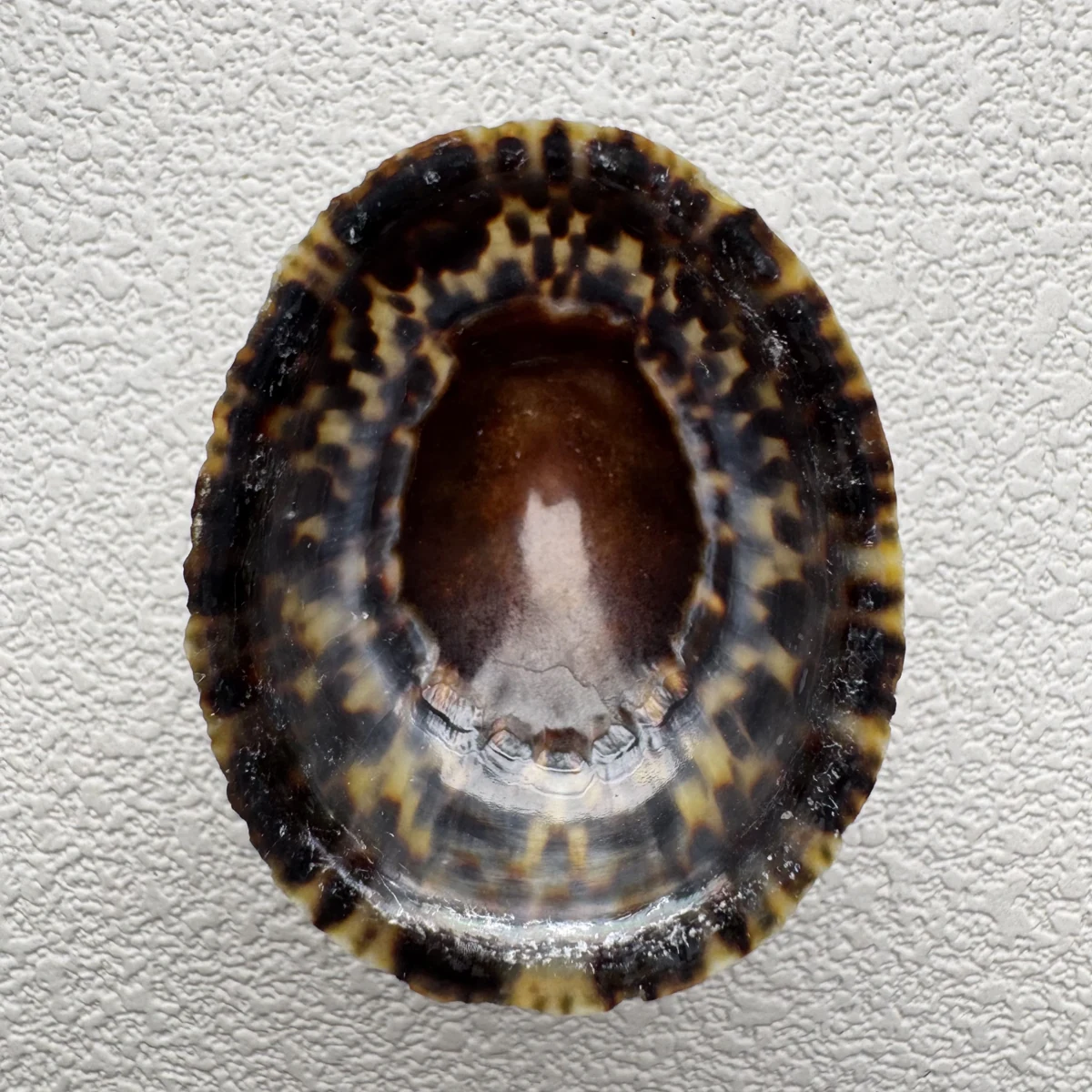 Cellana grata
