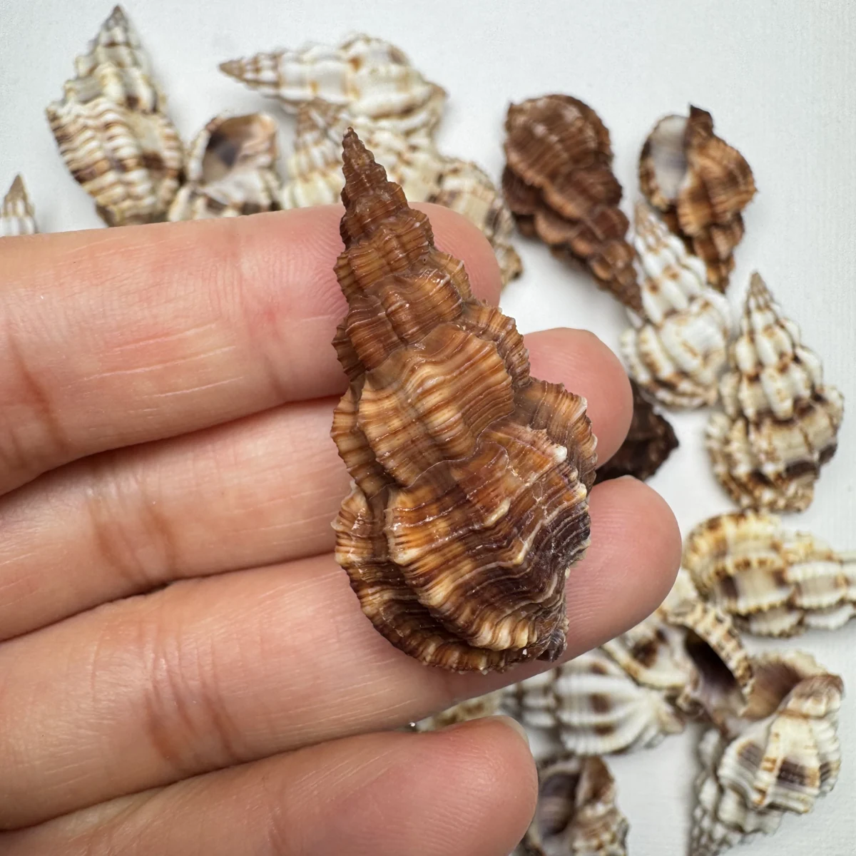 Phos senticosus 