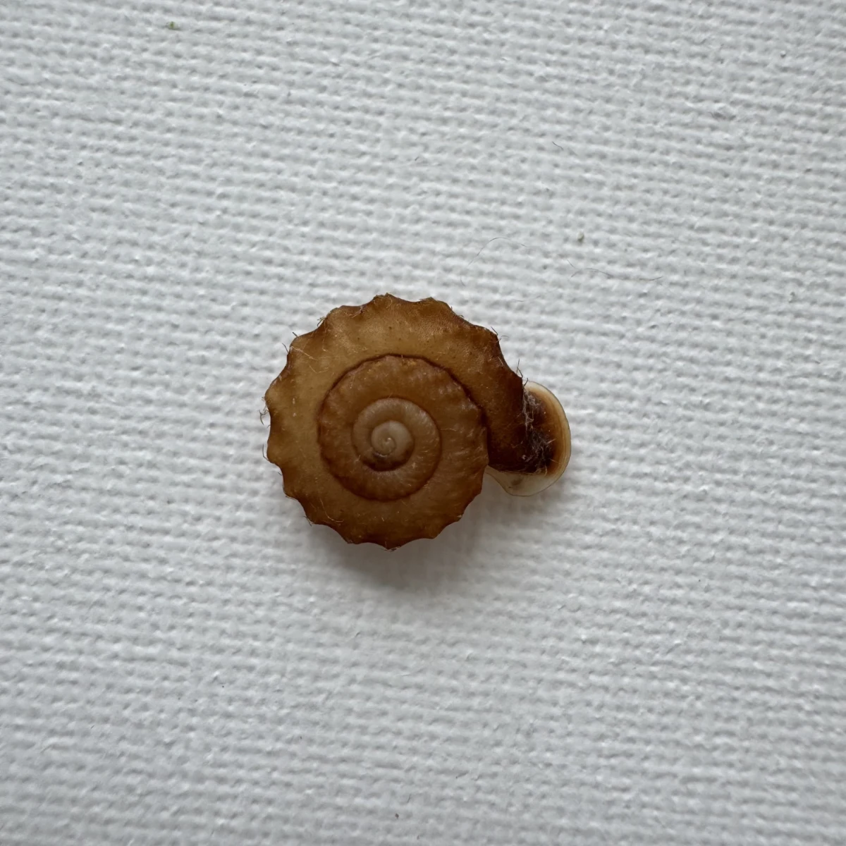 Moellendorffia kuguaheshang 