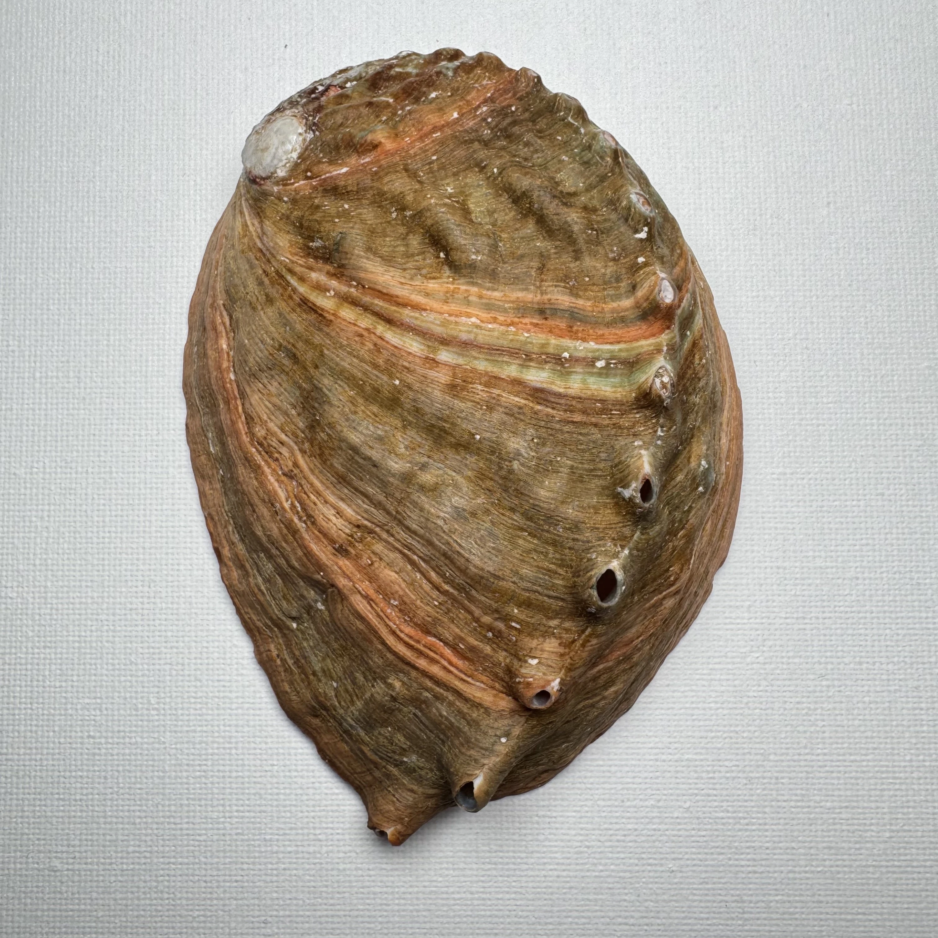 Haliotis discus