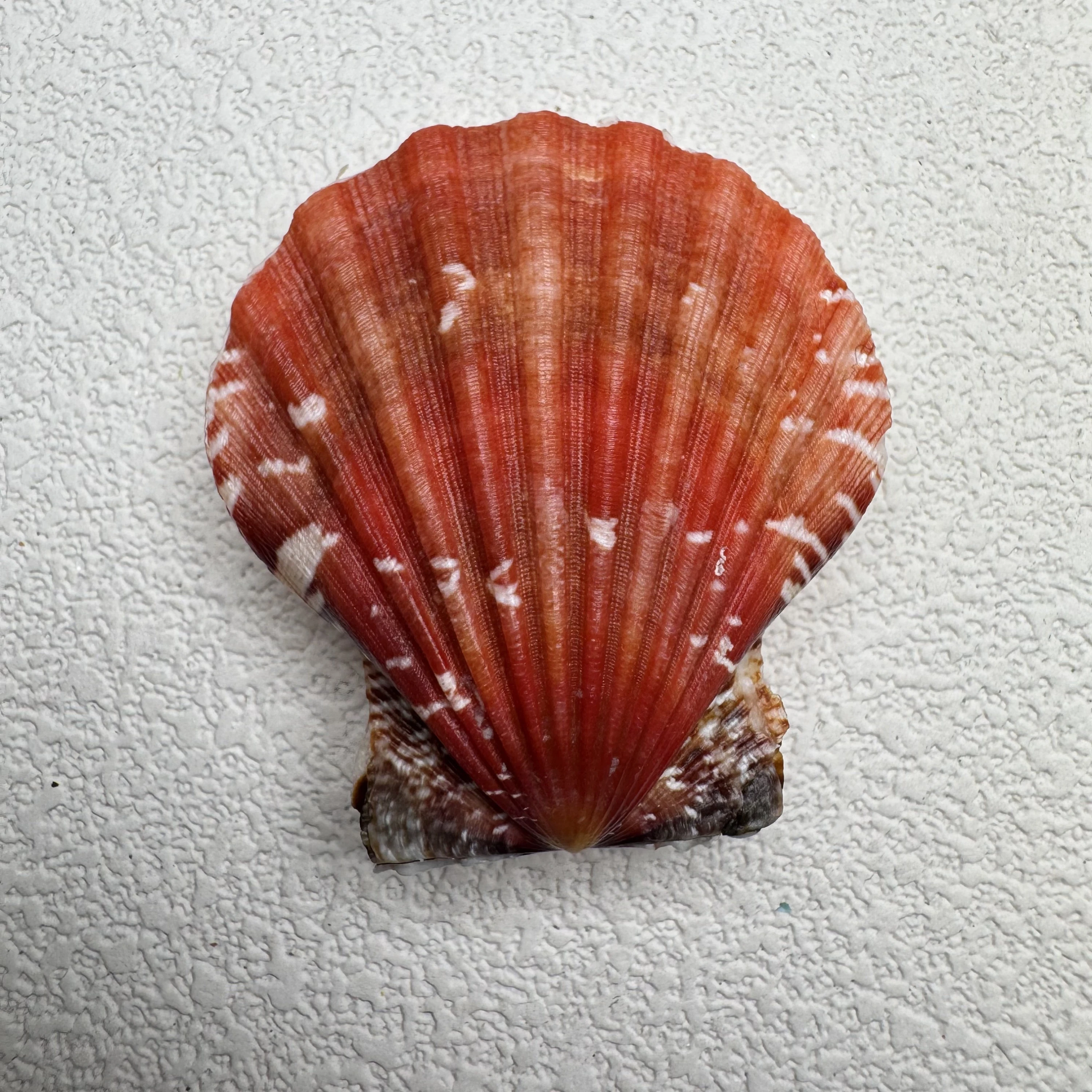 Bractechlamys vexillum