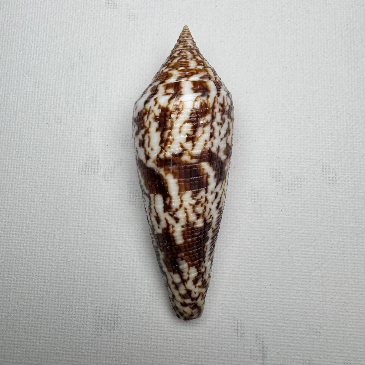 Conus australis