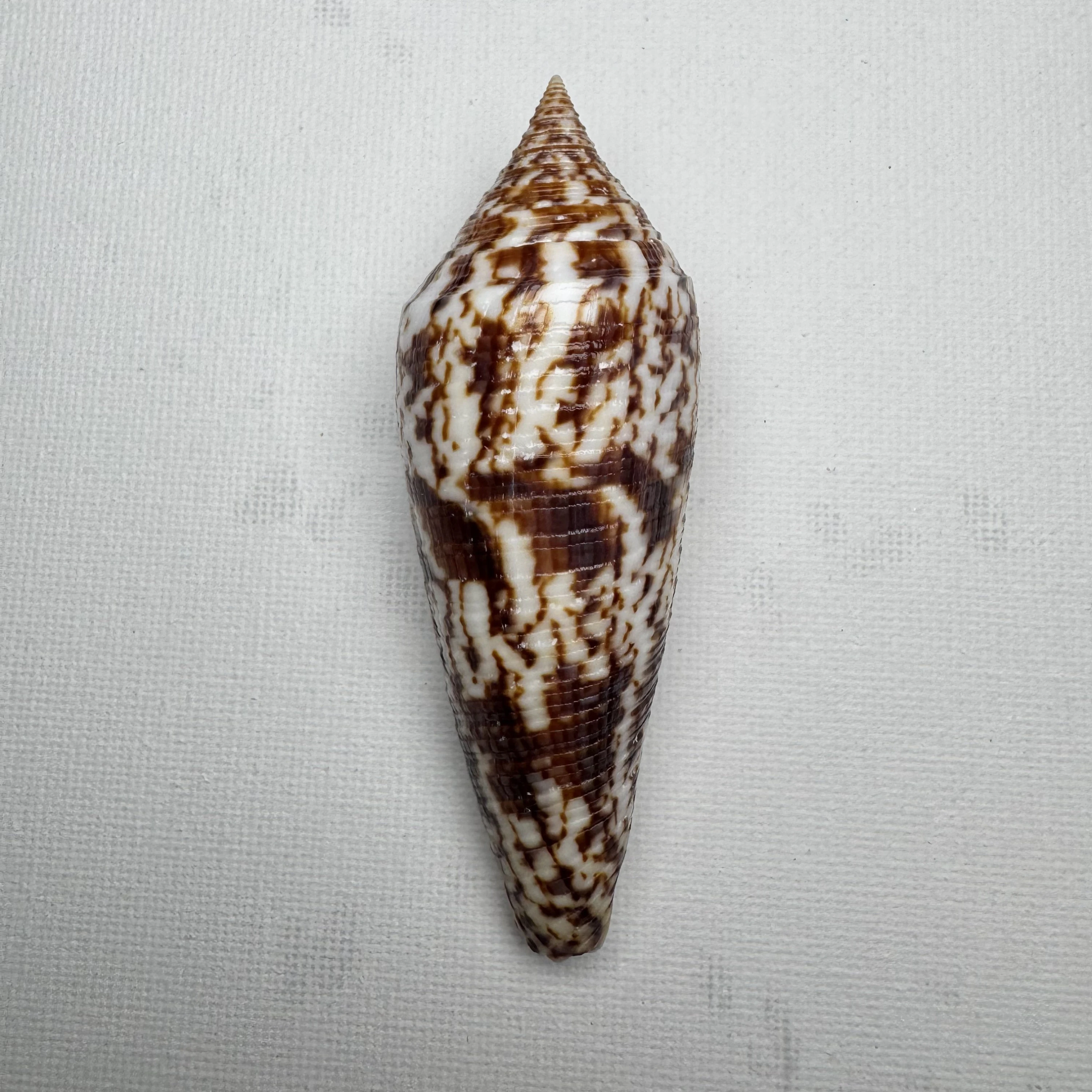 Conus australis