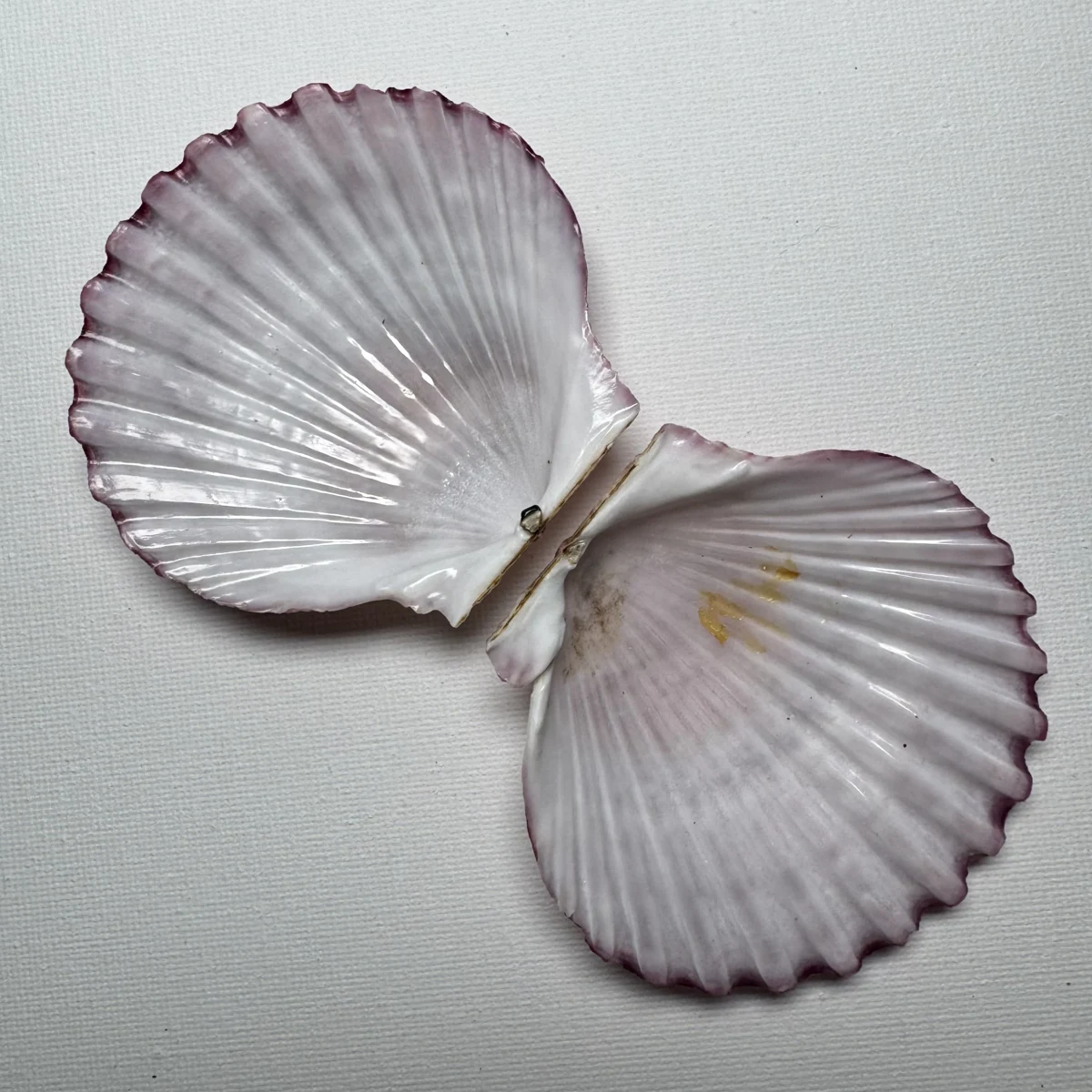 Argopecten irradians