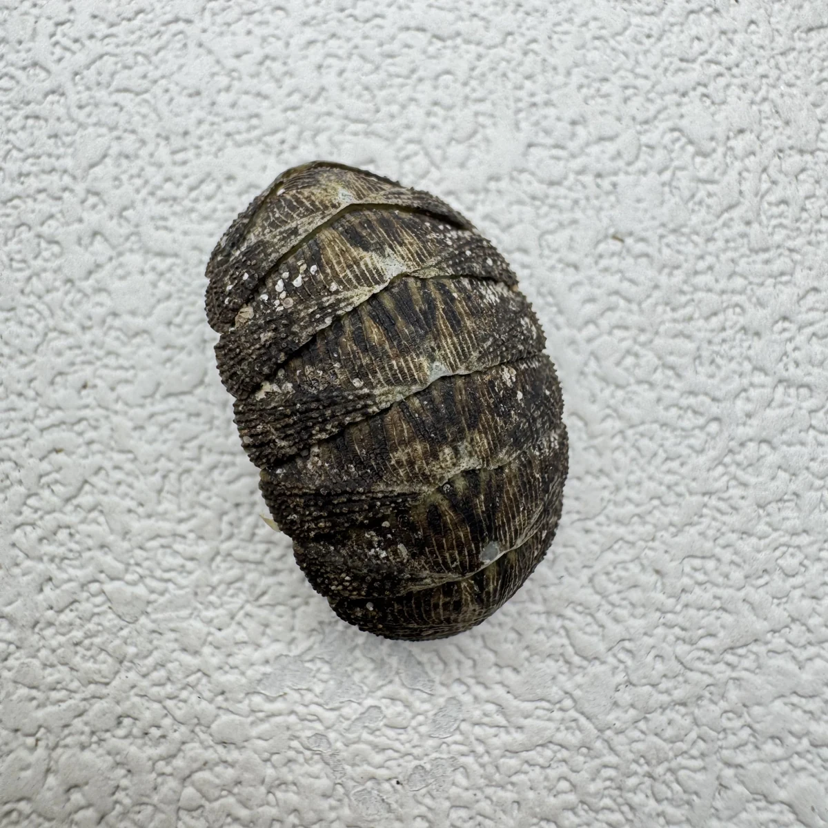 Lepidozona coreanica
