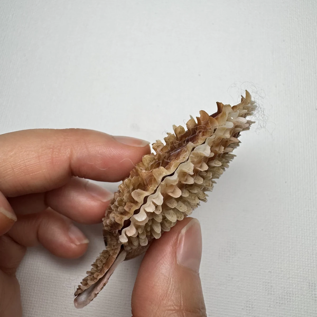 Scaeochlamys farreri