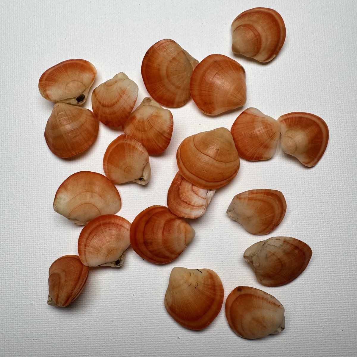 Terebratalia coreanica