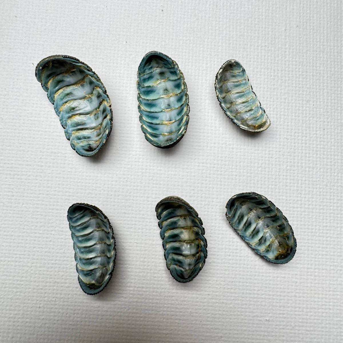 Lepidozona coreanica