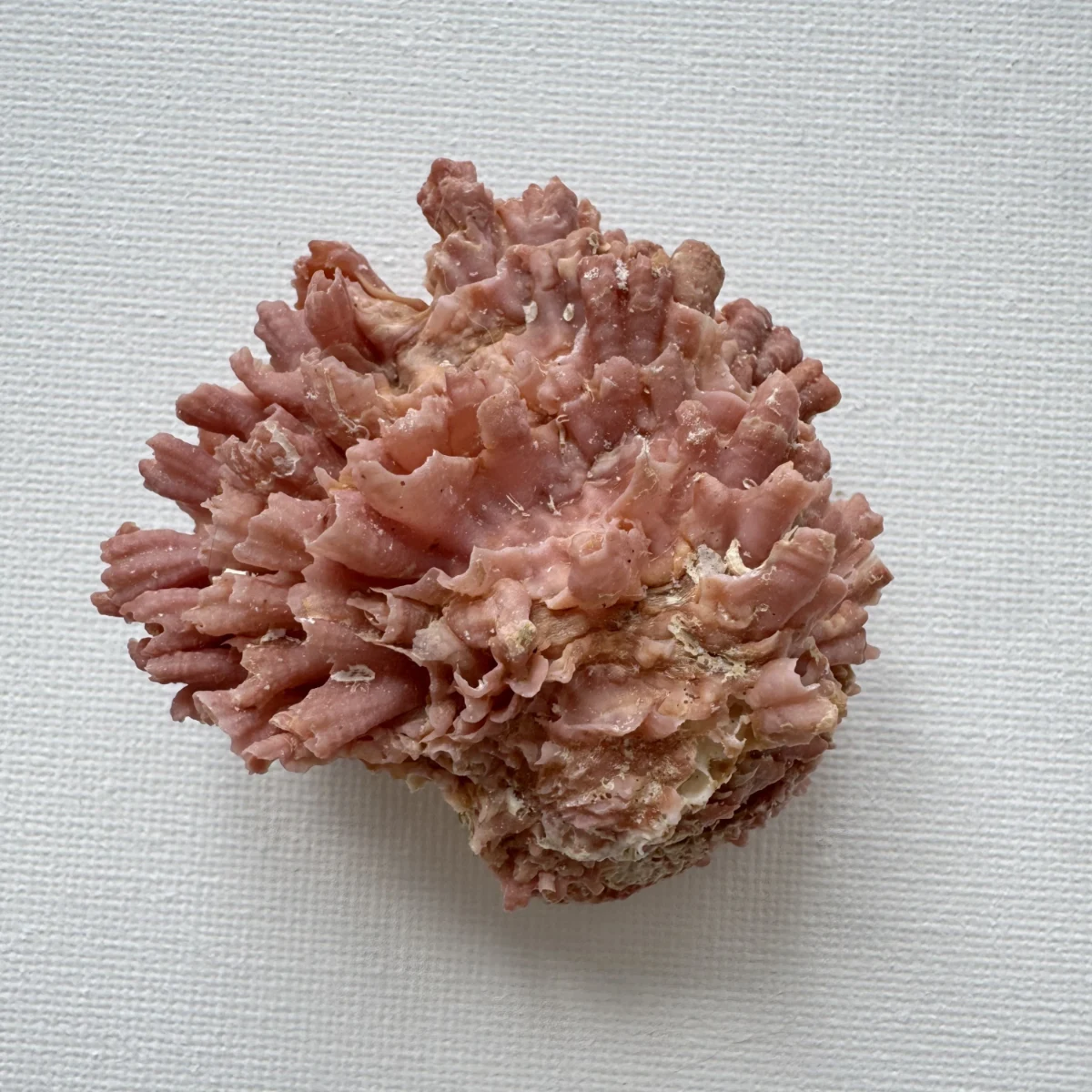 Chama brassica