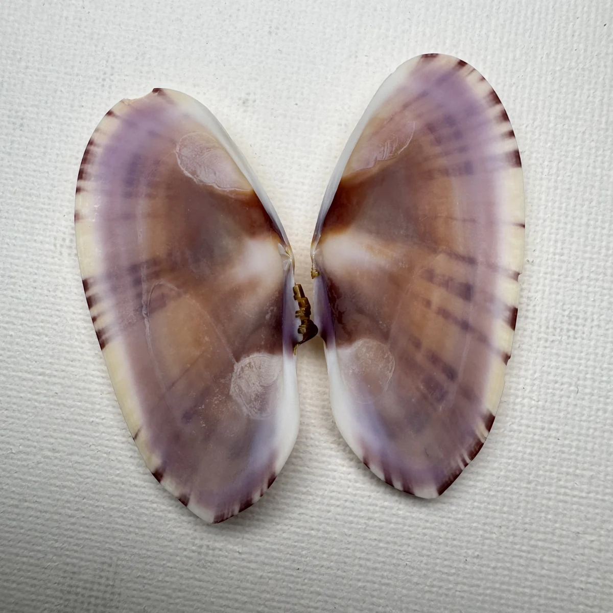 Psammobia radiata