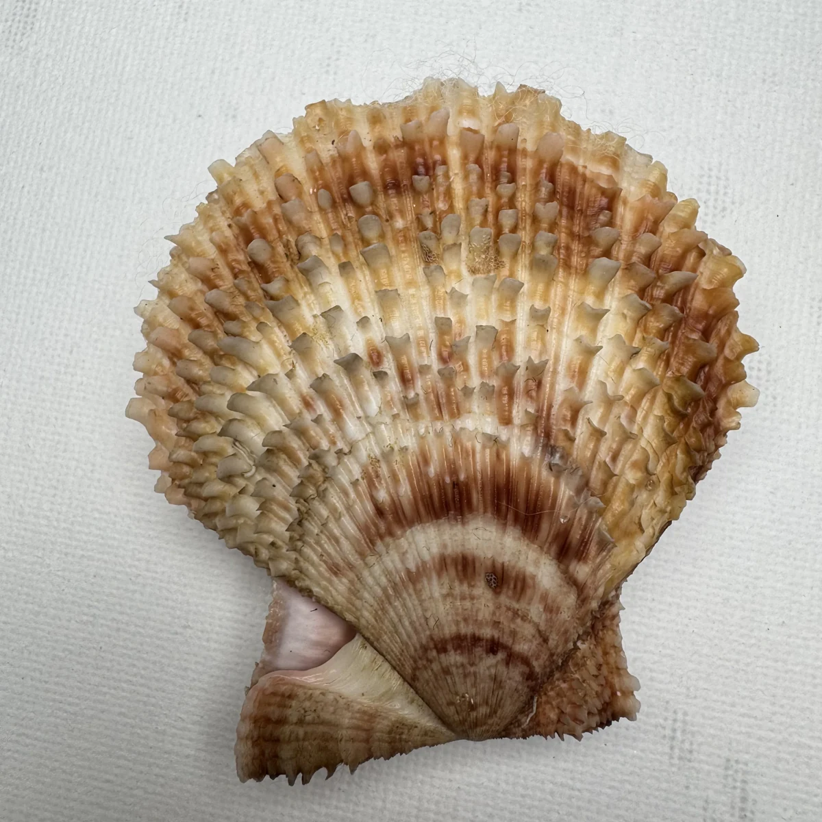 Scaeochlamys farreri