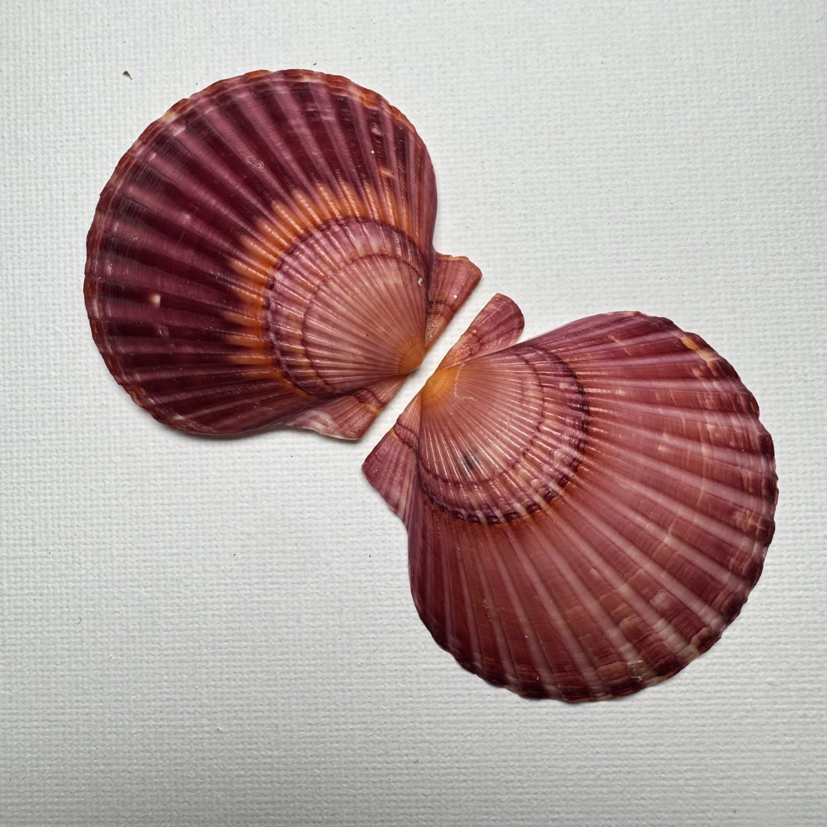 Argopecten irradians