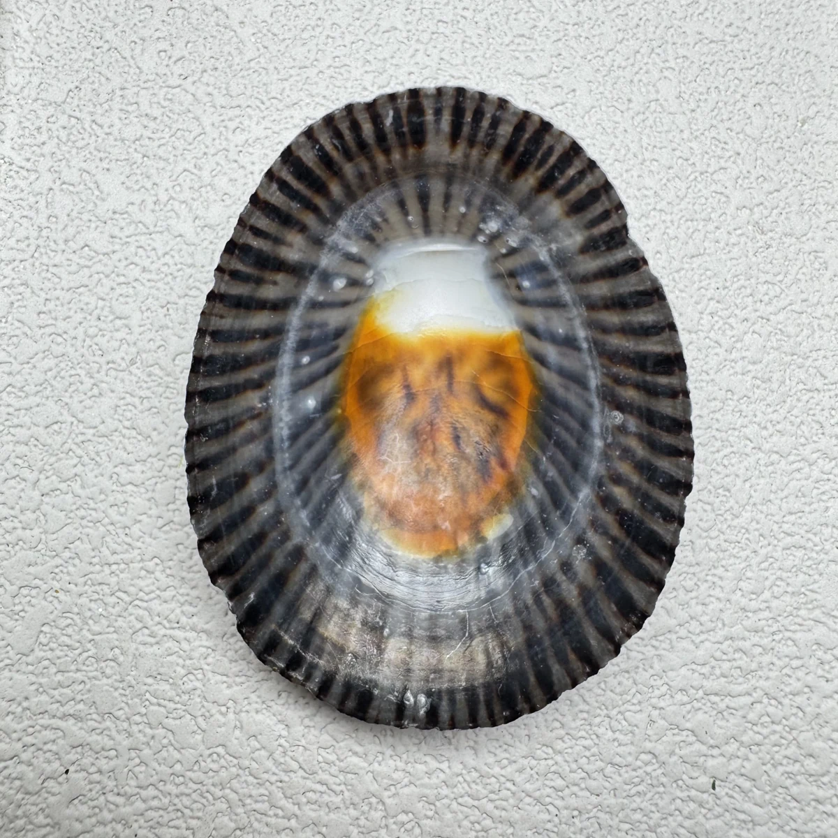 Cellana nigrolineata