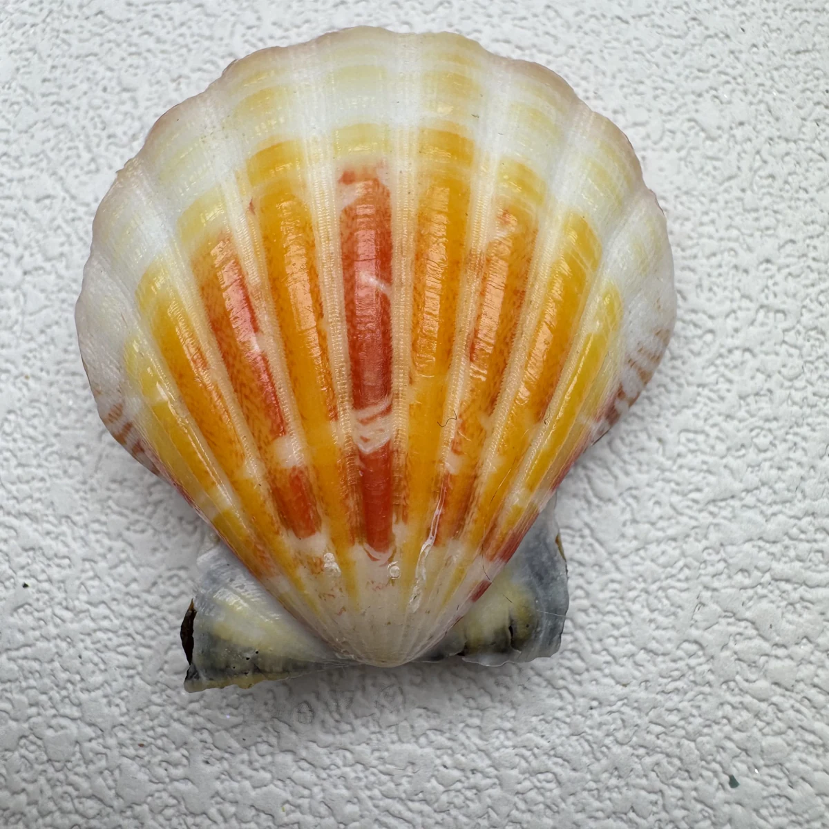 Bractechlamys vexillum
