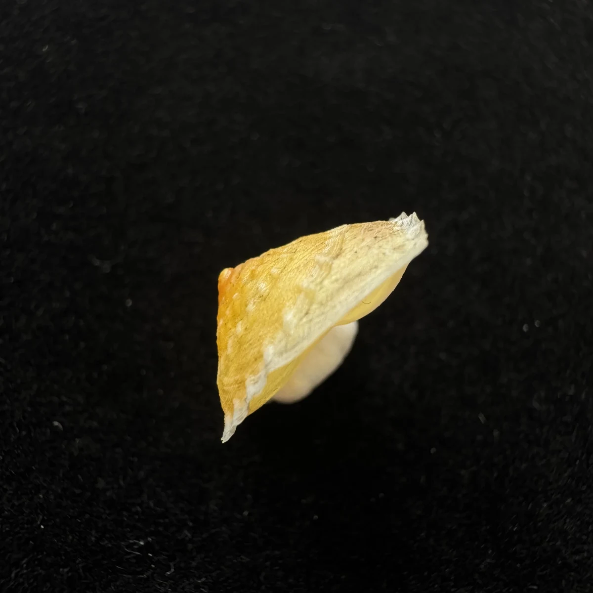 Latin：Geotrochatella martensi