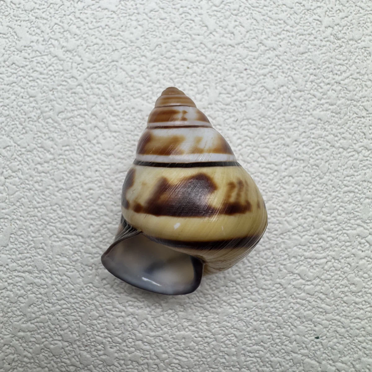 Aegistohadra zhangdanae 