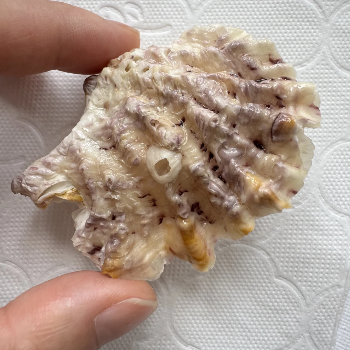 A Collector's Guide to Bivalves of the Northwest Pacific & East Asia