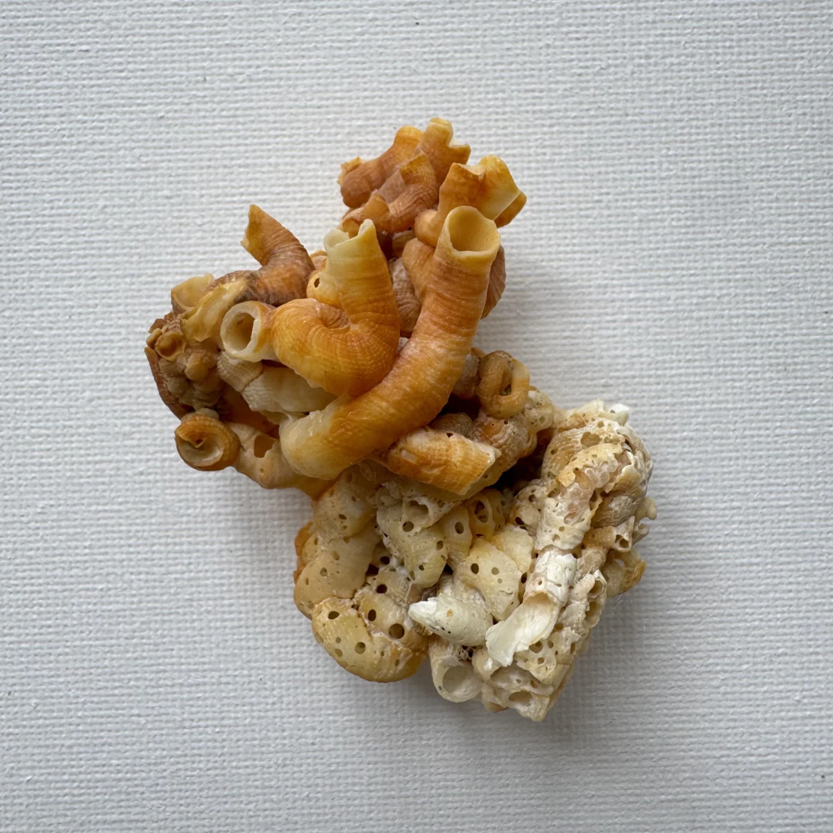 How to Clean and Preserve Natural Specimen Shells Without Damage
