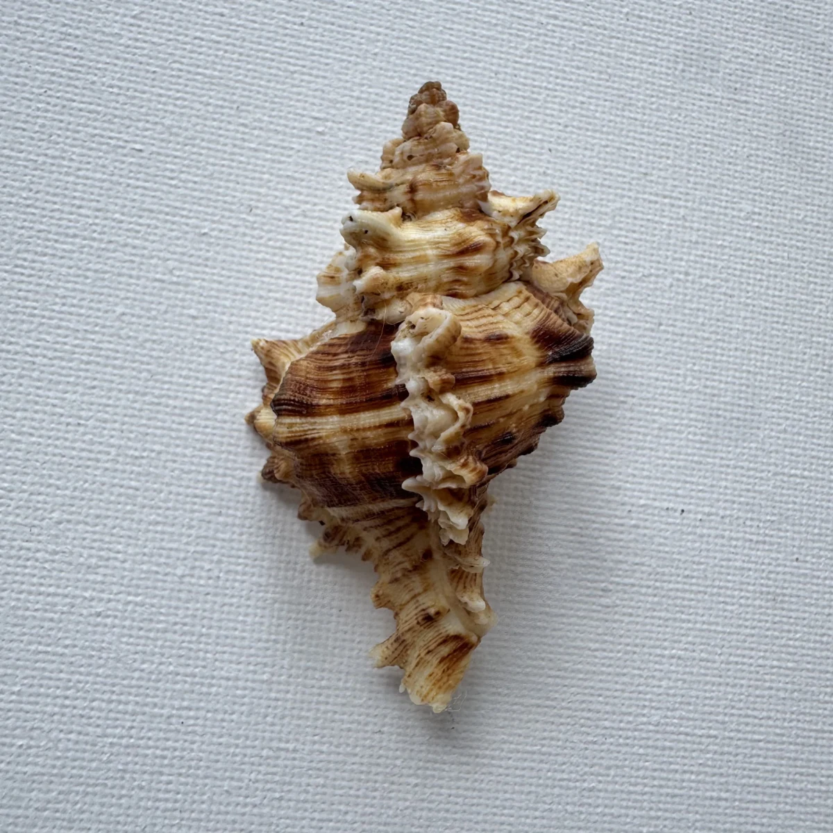 Shell Specimen Grading Guide: From Gem to Good
